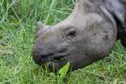 5 - Rhinocéros unicorne indien dans le parc Chitwan